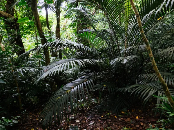 Ishigaki ada ormanda