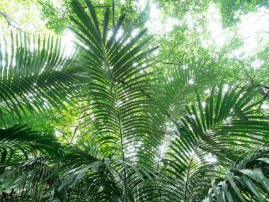 Ishigaki ada ormanda