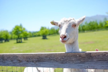 Yaz Hokkaido'da keçi