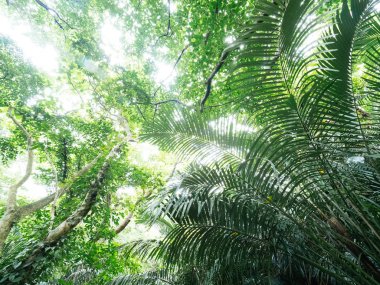 Ishigaki ada ormanda