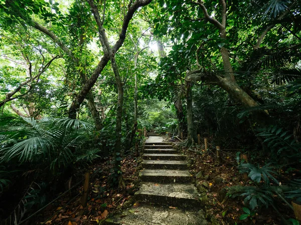 Ishigaki ada ormanda