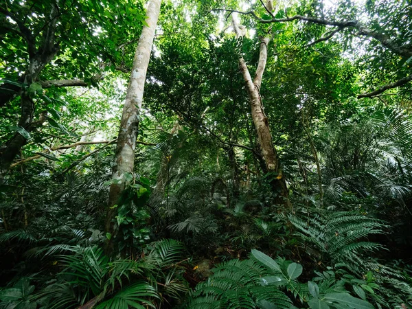 Giungla nell'isola di ishigaki — Foto Stock