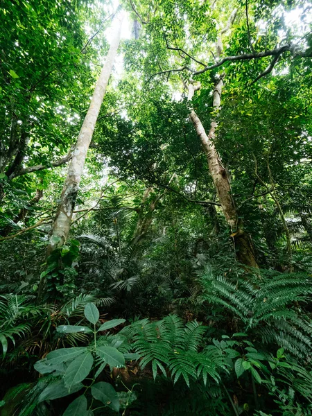 Selva en la isla de ishigaki — Foto de Stock