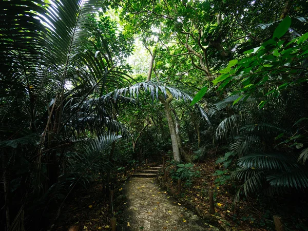 Selva en la isla de ishigaki — Foto de Stock