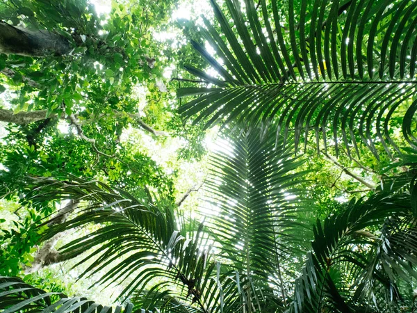 Giungla nell'isola di ishigaki — Foto Stock