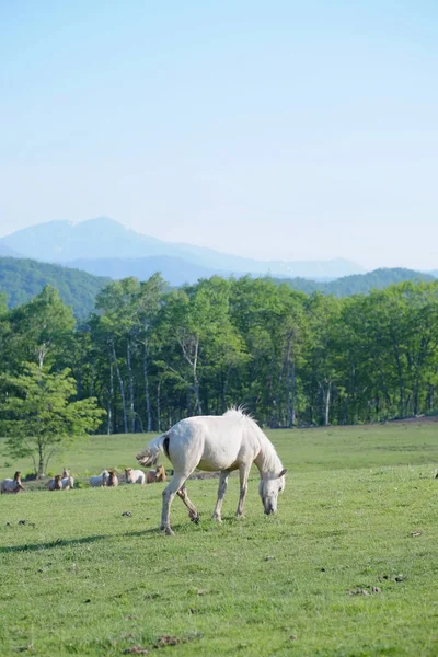 在夏季北海道马 — 图库照片