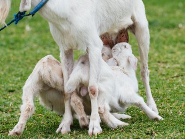 keçi yonaguni Adası