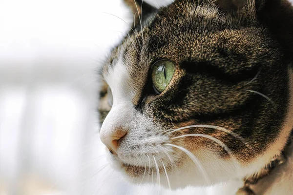 Fechar a cara do gato — Fotografia de Stock