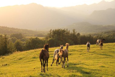 Yaz aylarında çalışan at