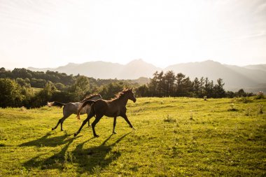 Yaz aylarında çalışan at