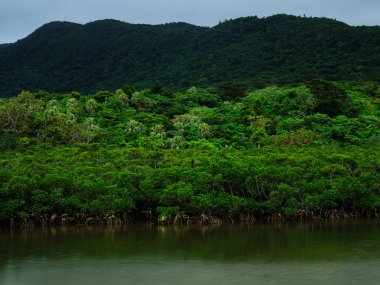 mangrov Iriomote Adası