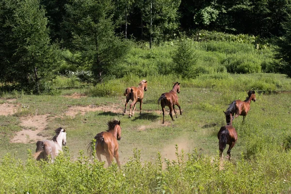 Prowadzenie konia w lecie — Zdjęcie stockowe