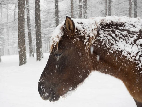 Häst på vintern hokkaido — Stockfoto