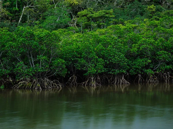 Mangue na ilha iriomote — Fotografia de Stock