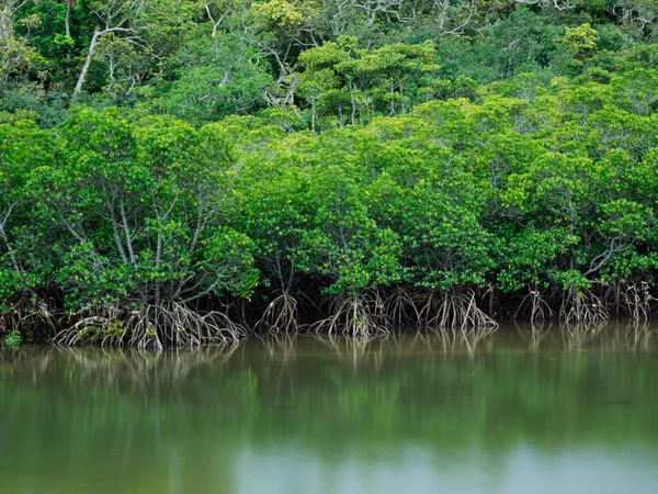 Mangrove auf Iriomote-Insel — Stockfoto