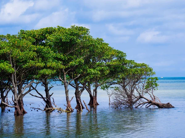 Mangrove dans l'île d'iriomote — Photo