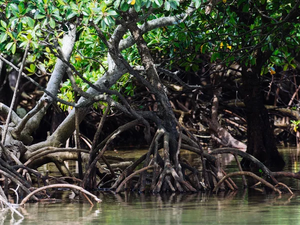 Mangrowe w Wyspa iriomote — Zdjęcie stockowe