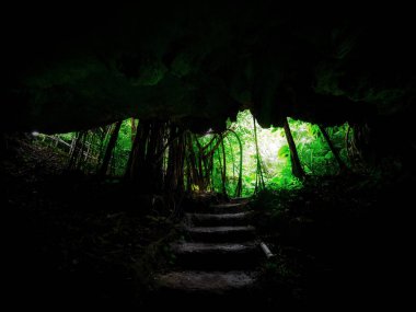 Ishigaki ada ormanda