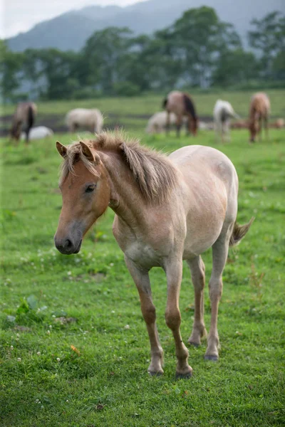 Caballo en verano hokkaido —  Fotos de Stock