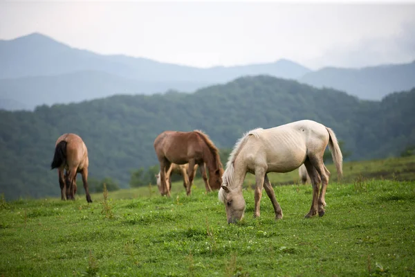 Caballo en verano hokkaido —  Fotos de Stock