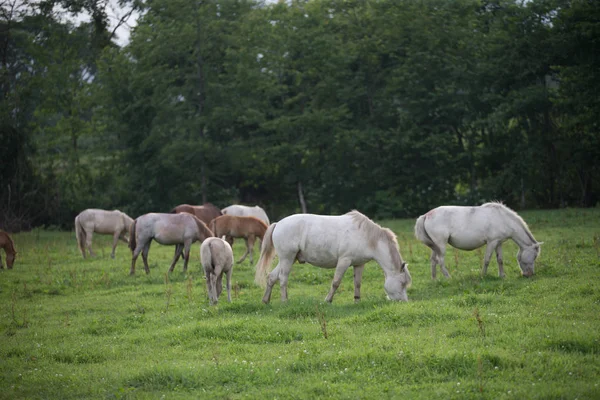 Paard in zomer hokkaido — Stockfoto