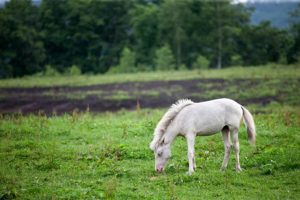 Caballo en verano hokkaido —  Fotos de Stock