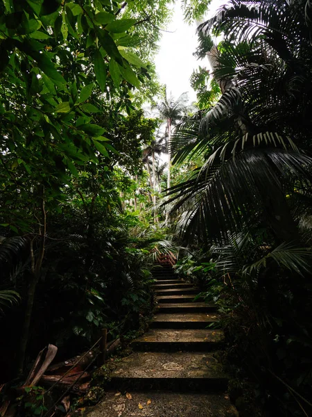 Dżungla w ishigaki island — Zdjęcie stockowe