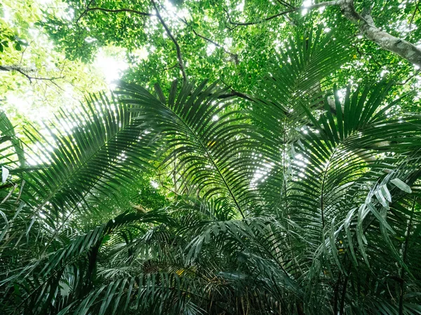 石垣岛的丛林 — 图库照片