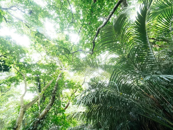 Selva en la isla de ishigaki — Foto de Stock