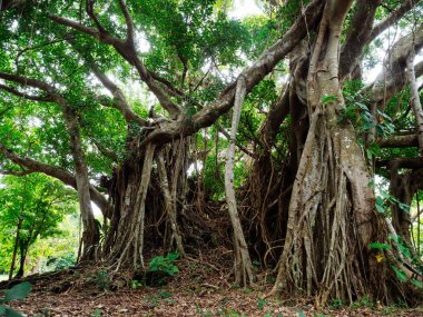 Okinawa büyük Hint inciri ağacı