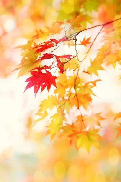 Podzimní krajina v Japonsku — Stock fotografie