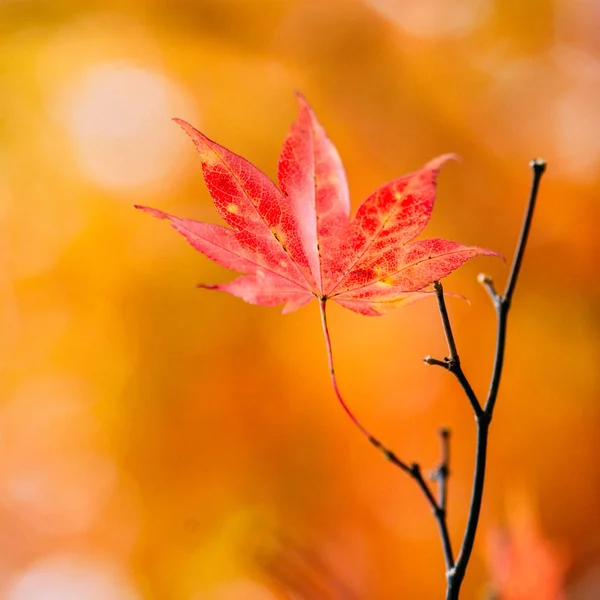 Höstlandskap i japan — Stockfoto