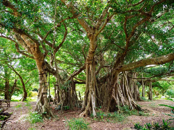 Großer banyan baum in okinawa — Stockfoto