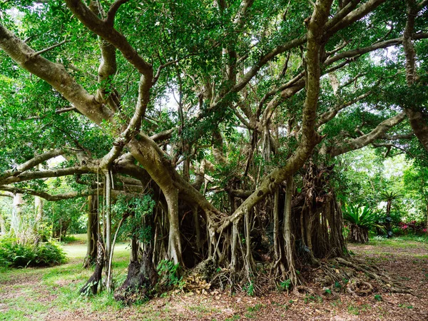 Big banyan tree in okinawa — Stock Photo, Image