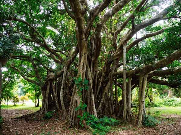 Gran árbol de banyan en okinawa —  Fotos de Stock