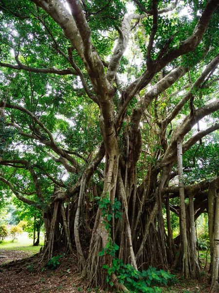 Big banyan tree in okinawa — Stock Photo, Image