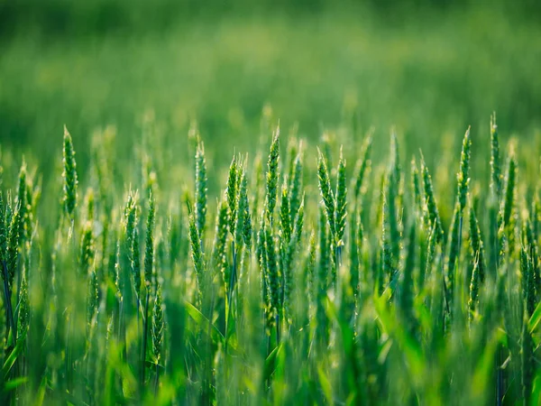 Zelená pšenice v Japonsku — Stock fotografie