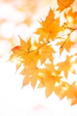 Japonya'da sonbahar manzara