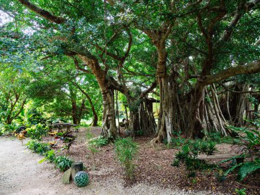 Okinawa büyük Hint inciri ağacı