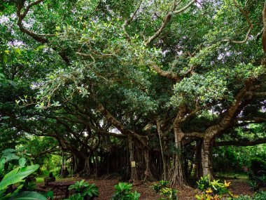 Okinawa büyük Hint inciri ağacı