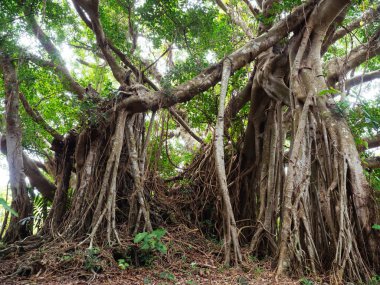 Okinawa büyük Hint inciri ağacı