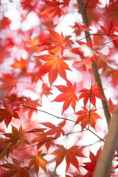 Outono paisagem no japão — Fotografia de Stock