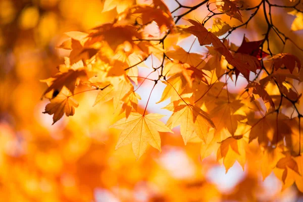 Paisaje de otoño en Japón —  Fotos de Stock