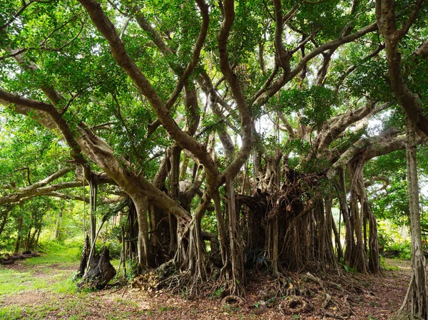 Grande banyan árvore em okinawa — Fotografia de Stock