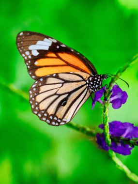 Iriomote adasında kelebek