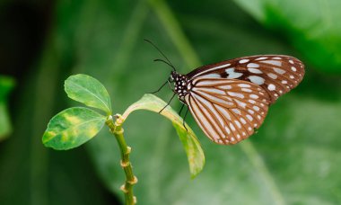 Iriomote adasında kelebek