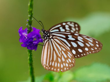 Iriomote adasında kelebek