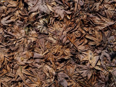 Bahar solmuş yaprak