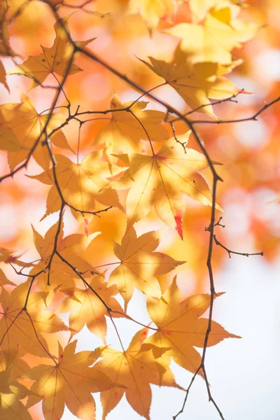 Höstlandskap i japan — Stockfoto