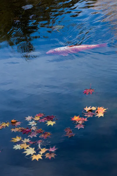 Autumn landscape in japan — Stock Photo, Image